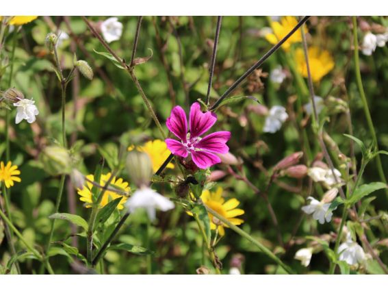 Projekt "Bunte Biomasse" - Wildblumen auf dem Feld von Landwirt Richard Schulte © Foto Kreis Paderborn